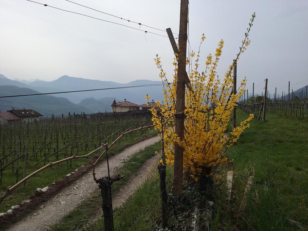 Wiesmuellerhof Caldaro Exteriör bild